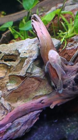Image 9 of Bristlenose Plecos Long and Short Fin from £3 Updated ad