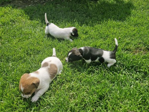 Image 9 of 2 Jack Russell Puppies For Sale