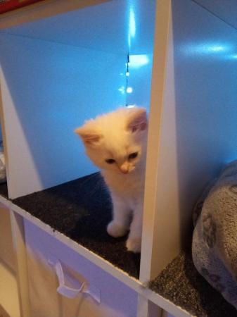 Image 9 of SOLD Pedigree Ragdoll kittens for sale £650 each