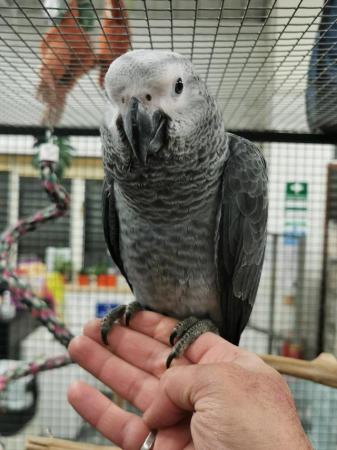 Image 6 of Stunning super friendly african grey with CITIES paperwork