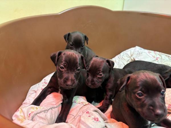 Image 2 of Patterdale pups ready now
