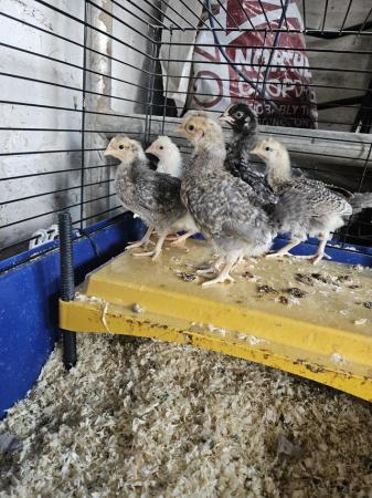 Image 1 of 5 x Mixed Breed Green/blue egger chicks available