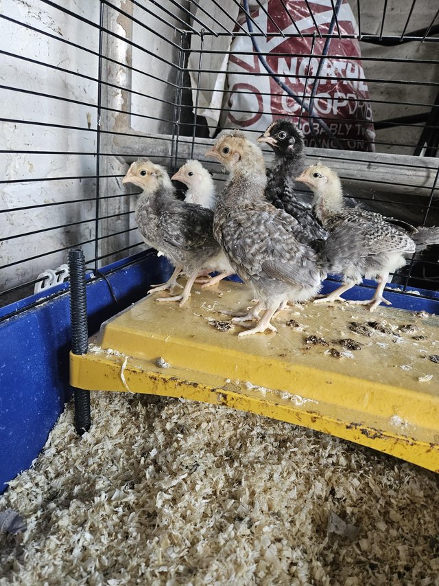 Preview of the first image of 5 x Mixed Breed Green/blue egger chicks available.