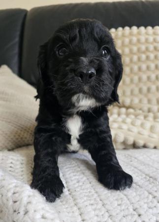 Image 15 of Stunning Sprocker Puppies ALL SOLD NOW !!!