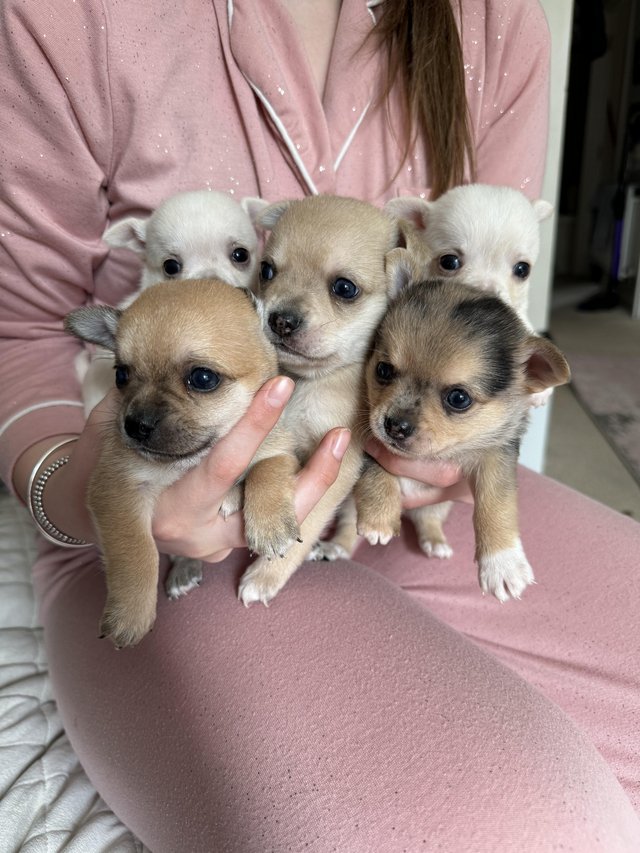 Preview of the first image of Pomchi puppies 1 girl 3 boys! Ready 26th.