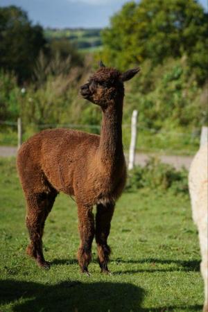 Image 4 of Trio of female alpacas, two mated for 2024