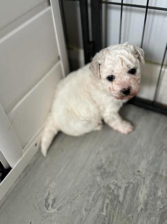 Image 8 of Bishon frise pups for sale