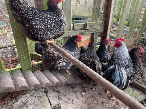 Image 3 of Double Silver Laced Barnevelder Bantam Hatching Eggs