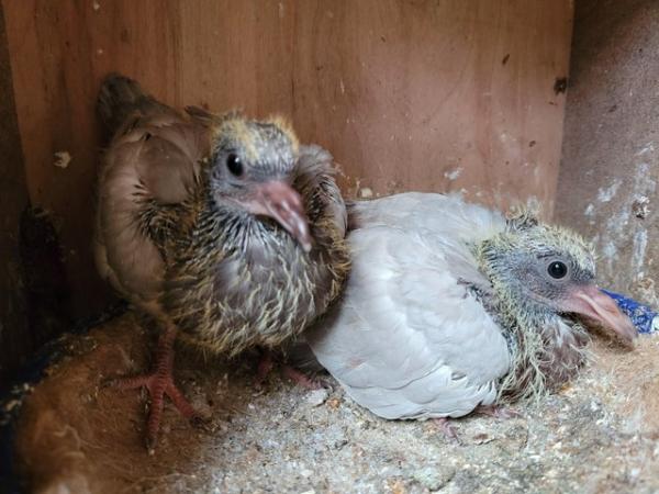 Image 3 of 9 Young Pigeons For Sale In Essex