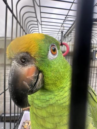 Image 1 of Amazon yellow front talking parrot