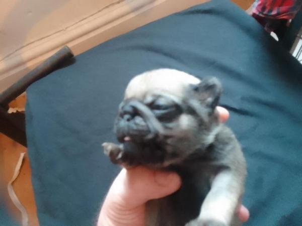 Image 4 of Beautiful little pug puppies for sale