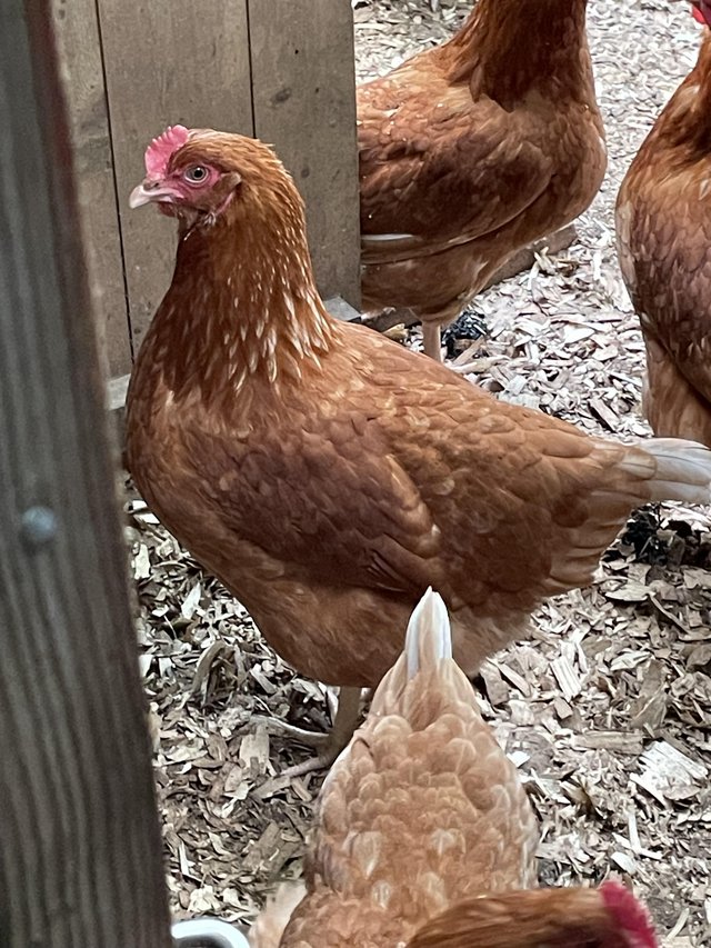 Preview of the first image of Point of lay hens for sale.