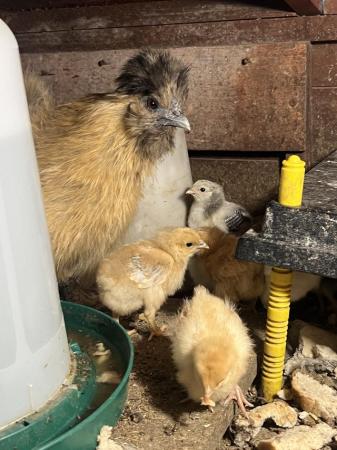 Image 2 of Silkie mum with 10 chicks for Sale