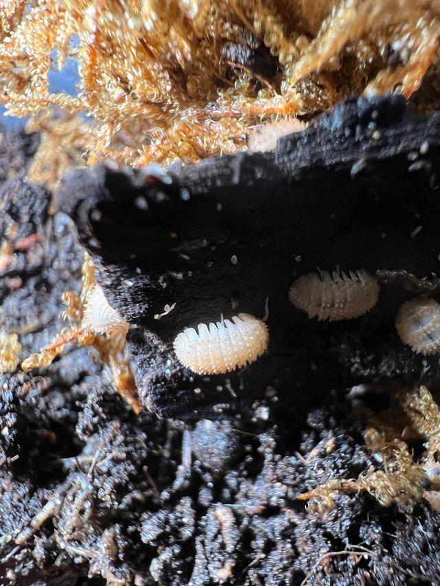 Preview of the first image of Crystal Pineapple Isopod culture.