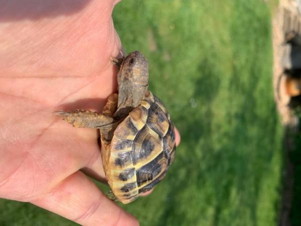Image 4 of Herman tortoises hatched July 2022