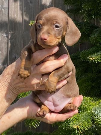 Image 8 of Miniature smooth haired Dachshund