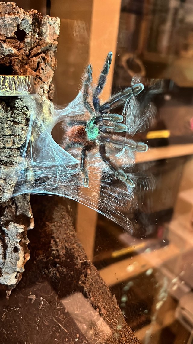 Preview of the first image of Caribena versicolor spiderlings first molt.