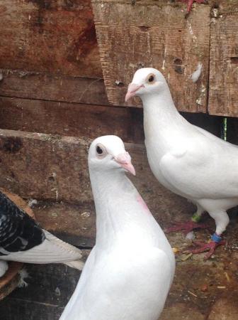 Image 20 of PURE WHITE RACING PIGEON FOR SALE