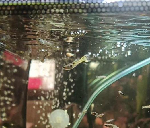 Image 1 of Young Guppies & Pineapple Swordtails - Tropical Fish