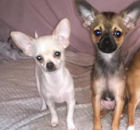 Image 1 of very small chihuahua pups for sale  only 1 boy n 1 girl left