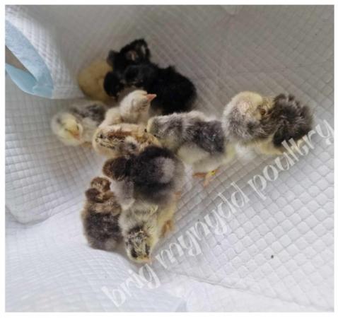 Image 1 of mixed coloured pekin bantam chicks