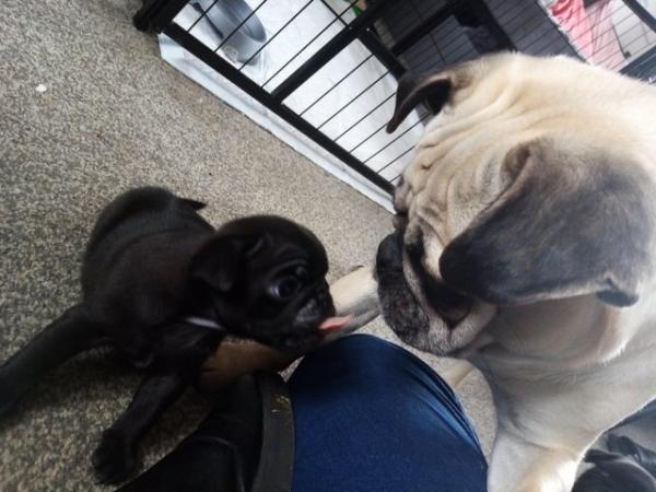 Image 8 of *Two boys ready now £700 beautiful pug puppies*