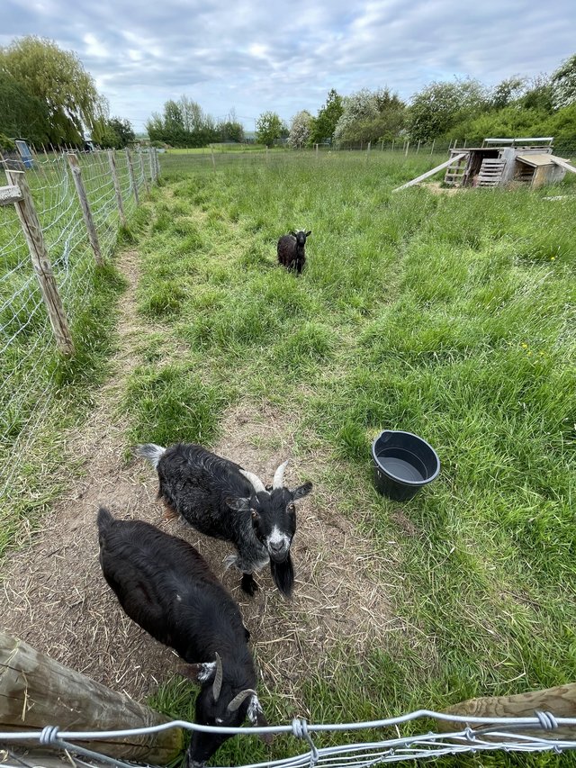 3 female pygmy goats for sale — photo 2 of 2