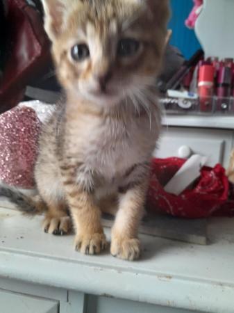 Image 1 of Only girls left Beautiful savannah f3,f4 kittens for sale