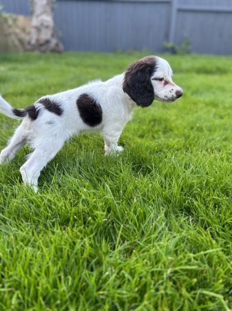 Image 1 of 1 white/brown Sprocker spaniel left, ready to leave