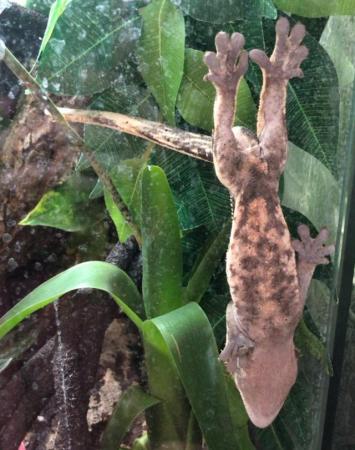 Image 3 of FREE full pin harlequin crested gecko (read desc)