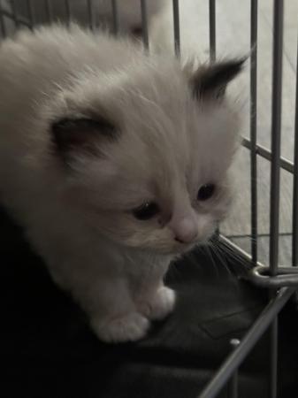Image 6 of Pure Bred Ragdoll Kittens