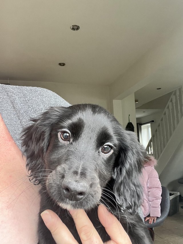Preview of the first image of Cocker/Sprocker puppies for sale.