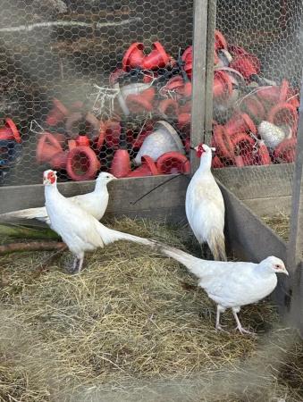 Image 2 of White Phesant Chicks - Four week Old