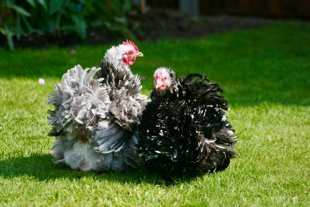 Image 1 of Frizzled Pekin chicks for sale