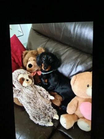 Image 1 of Female mini dachshund for sale 5* home required
