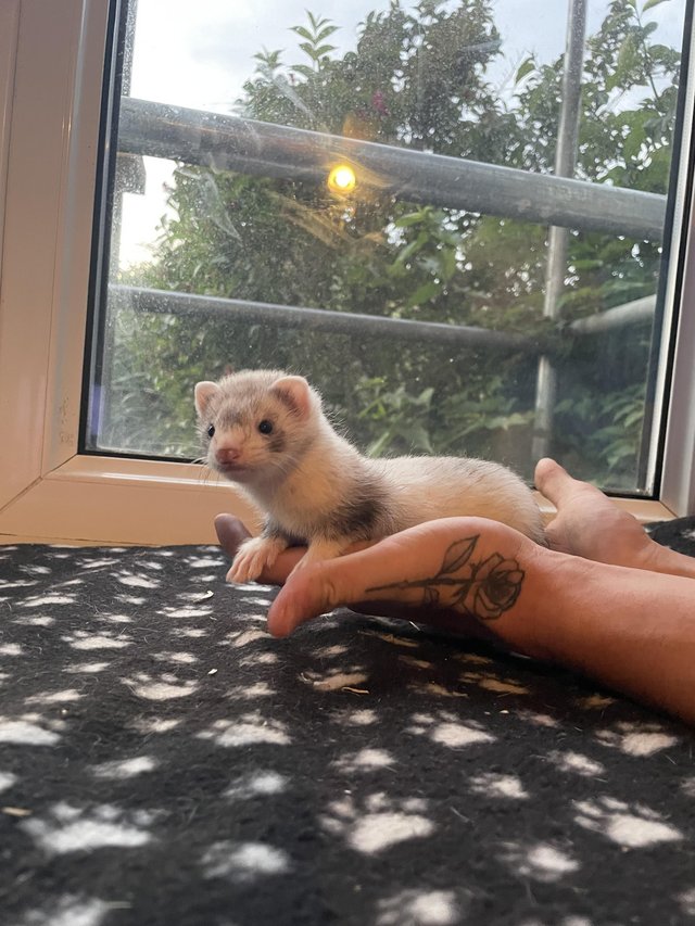 Preview of the first image of 9 week old half micro baby ferrets for sale..
