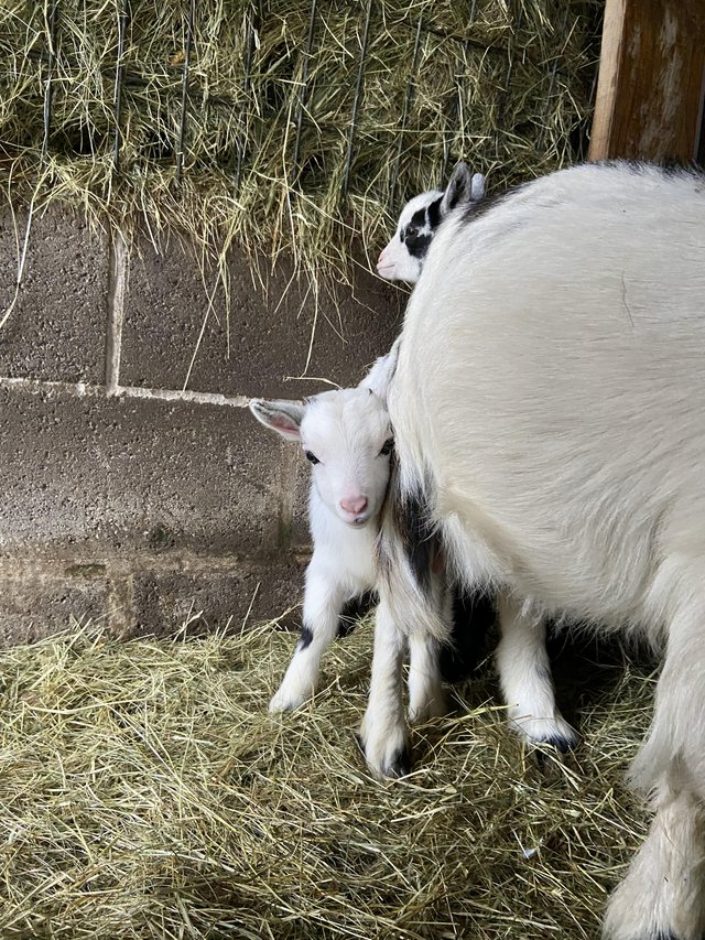 Preview of the first image of Beautiful Pygmy goat kid.