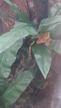 Image 4 of Pinstripe crested gecko £50 ono