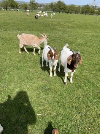 Image 2 of 2023 born weather Boer goats for sale