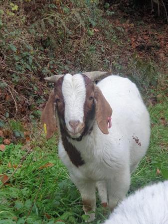 Image 1 of Proven Boer Goat for service