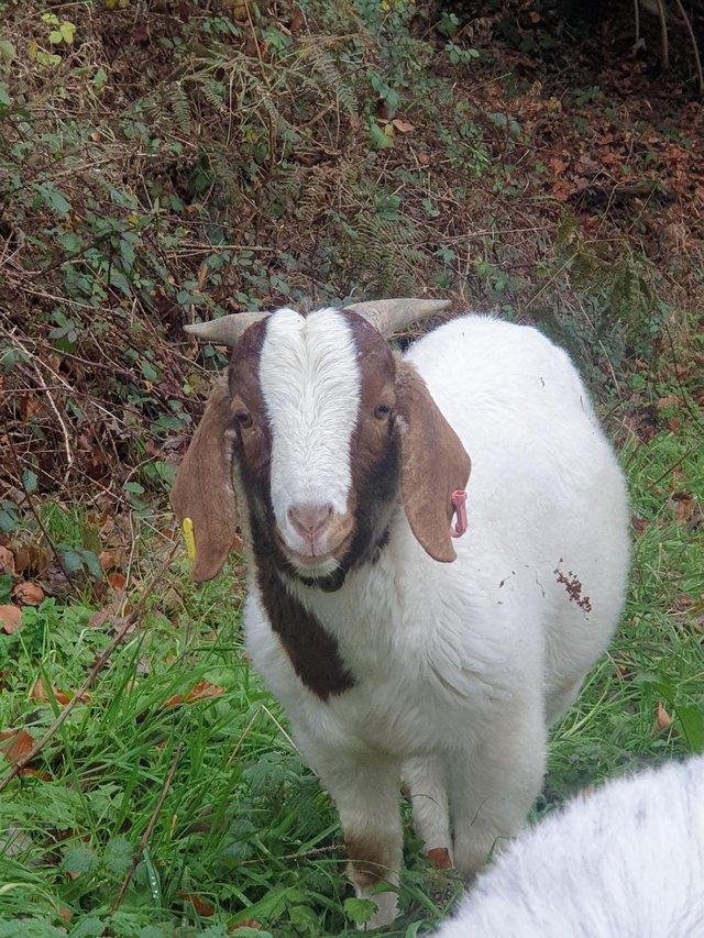Preview of the first image of Proven Boer Goat for service.