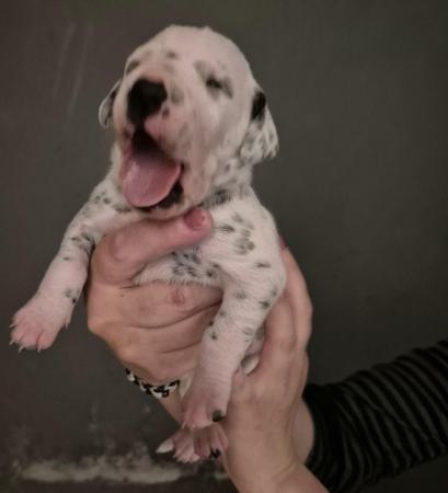 Image 9 of Kc registered dalmatian puppies