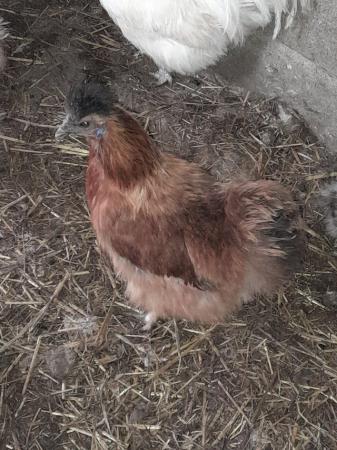 Image 3 of Silkie Bantams pol various colours available