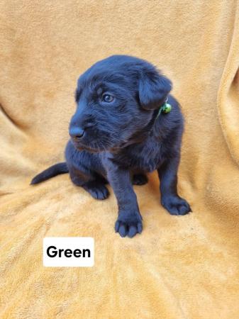 Image 5 of German Shepherd x Labrador puppies