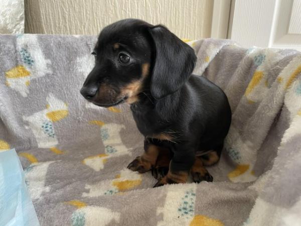Image 28 of miniature dachshund puppies