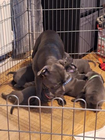 Image 14 of Blue staffy puppies mixed litter
