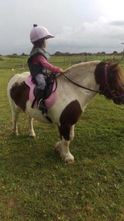 Image 1 of ***  Gelding pony for part loan  ***