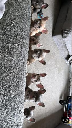 Image 48 of French bulldog Puppys quality litter PP avail