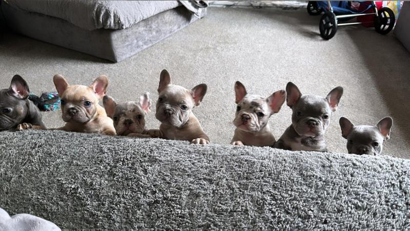 Image 1 of French bulldog Puppys quality litter PP avail