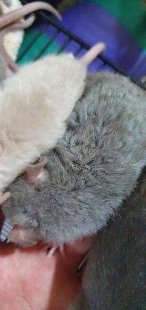 Image 7 of Young/baby rats (guaranteed tame)